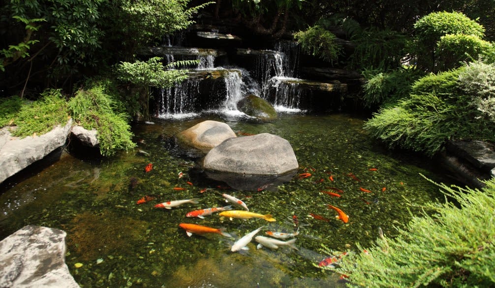 Koi Pond